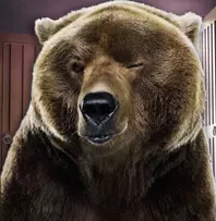 медведь подмигивает на фоне сейфа как медвежатник