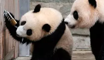 Панды открывают замок как медвежатники